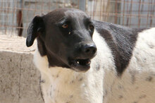 SANTAMARIA, Hund, Mischlingshund in Italien - Bild 5
