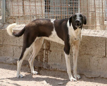 SANTAMARIA, Hund, Mischlingshund in Italien - Bild 6