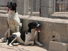 SANTAMARIA, Hund, Mischlingshund in Italien - Bild 9