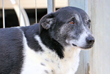 PINTA, Hund, Mischlingshund in Italien - Bild 11