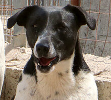 PINTA, Hund, Mischlingshund in Italien - Bild 15