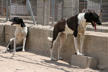 PINTA, Hund, Mischlingshund in Italien - Bild 20