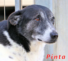 PINTA, Hund, Mischlingshund in Italien - Bild 6