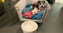 PINTA, Hund, Mischlingshund in Italien - Bild 7
