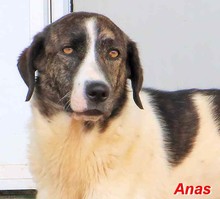 ANAS, Hund, Mischlingshund in Italien - Bild 1