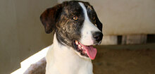 ANAS, Hund, Mischlingshund in Italien - Bild 16