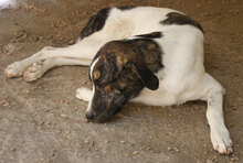 ANAS, Hund, Mischlingshund in Italien - Bild 17
