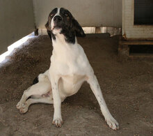 ANAS, Hund, Mischlingshund in Italien - Bild 18