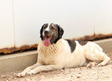 ANAS, Hund, Mischlingshund in Italien - Bild 2