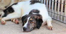ANAS, Hund, Mischlingshund in Italien - Bild 8