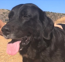 SITA, Hund, Labrador-Neufundländer-Mix in Spanien - Bild 1