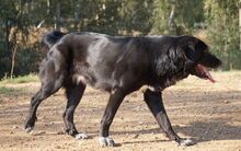 SITA, Hund, Labrador-Neufundländer-Mix in Spanien - Bild 10