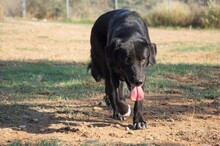 SITA, Hund, Labrador-Neufundländer-Mix in Spanien - Bild 12
