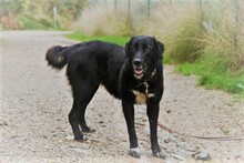 SITA, Hund, Labrador-Neufundländer-Mix in Spanien - Bild 13