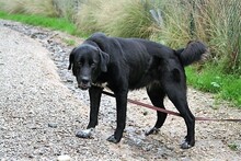 SITA, Hund, Labrador-Neufundländer-Mix in Spanien - Bild 14