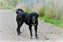 SITA, Hund, Labrador-Neufundländer-Mix in Spanien - Bild 15