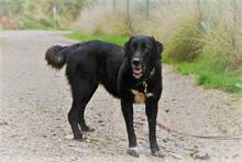 SITA, Hund, Labrador-Neufundländer-Mix in Spanien - Bild 2