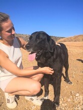 SITA, Hund, Labrador-Neufundländer-Mix in Spanien - Bild 4