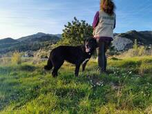 SITA, Hund, Labrador-Neufundländer-Mix in Spanien - Bild 6