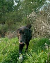 SITA, Hund, Labrador-Neufundländer-Mix in Spanien - Bild 7