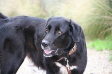 SITA, Hund, Labrador-Neufundländer-Mix in Spanien - Bild 8