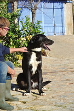 MOGLI, Hund, Pastor Garafiano-Mix in Spanien - Bild 5