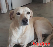 NADINE, Hund, Mischlingshund in Italien - Bild 7