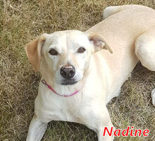 NADINE, Hund, Mischlingshund in Italien - Bild 9