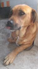 RAISA, Hund, Mischlingshund in Portugal - Bild 5