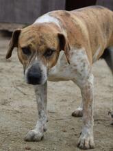 APPLES, Hund, Mischlingshund in Portugal - Bild 2