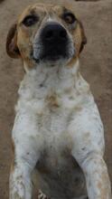 APPLES, Hund, Mischlingshund in Portugal - Bild 4