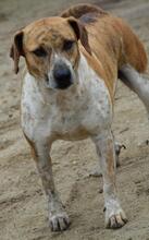 APPLES, Hund, Mischlingshund in Portugal - Bild 5