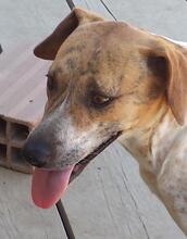 APPLES, Hund, Mischlingshund in Portugal - Bild 6