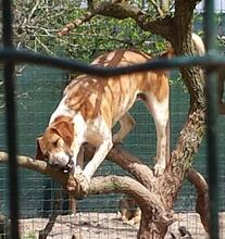 APPLES, Hund, Mischlingshund in Portugal - Bild 7