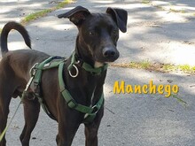 MANCHEGO, Hund, Mischlingshund in Bochum - Bild 1