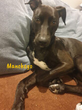MANCHEGO-CHEGO, Hund, Mischlingshund in Bochum - Bild 10