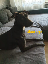 MANCHEGO, Hund, Mischlingshund in Bochum - Bild 11