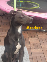 MANCHEGO, Hund, Mischlingshund in Bochum - Bild 13