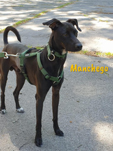 MANCHEGO, Hund, Mischlingshund in Bochum - Bild 16