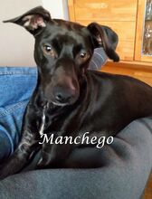 MANCHEGO, Hund, Mischlingshund in Bochum - Bild 17