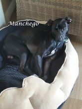 MANCHEGO, Hund, Mischlingshund in Bochum - Bild 18