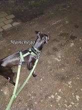 MANCHEGO, Hund, Mischlingshund in Bochum - Bild 20