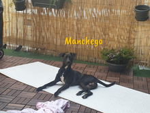 MANCHEGO, Hund, Mischlingshund in Bochum - Bild 4