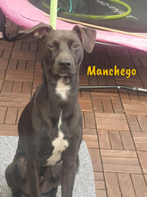 MANCHEGO, Hund, Mischlingshund in Bochum - Bild 5