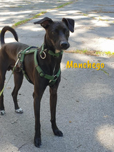 MANCHEGO, Hund, Mischlingshund in Bochum - Bild 7