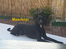 MANCHEGO, Hund, Mischlingshund in Bochum - Bild 8