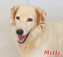 MILLI, Hund, Mischlingshund in Italien - Bild 1