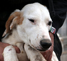 MILLI, Hund, Mischlingshund in Italien - Bild 10