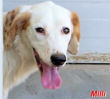 MILLI, Hund, Mischlingshund in Italien - Bild 2