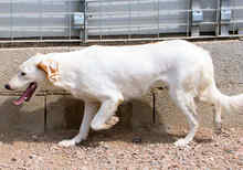 MILLI, Hund, Mischlingshund in Italien - Bild 5